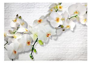 Fototapeta - Bílá orchidej II + zdarma lepidlo - 200x140