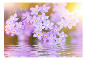 Fototapeta - Fialové květy + zdarma lepidlo - 200x140
