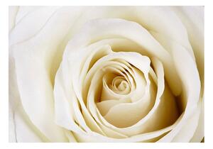 Fototapeta - Bílá růže + zdarma lepidlo - 200x140