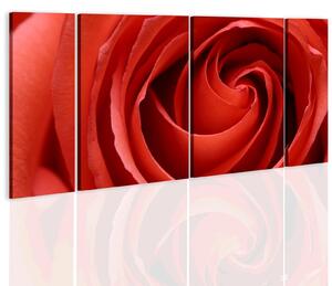 Obraz - Vášnivá růže 60x30