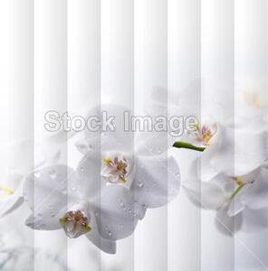 Fotožaluzie - orchidej bílá 1-8599421 100 x 100cm