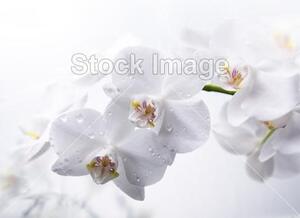 Fotožaluzie - orchidej bílá 1-8599421 100 x 100cm