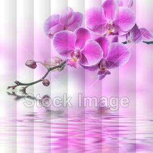 Fotožaluzie - orchidej 1-6977936 100 x 100cm