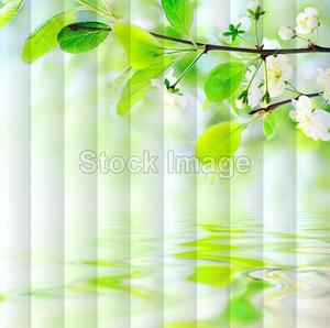 Fotožaluzie - rozkvetlý strom 1-9783315 100 x 100cm