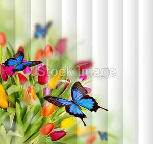 Fotožaluzie - - Tulipány s motýly 100 x 100cm