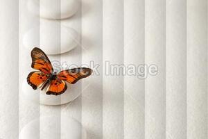 Fotožaluzie - - Motýl na bílém kameni 100 x 100cm