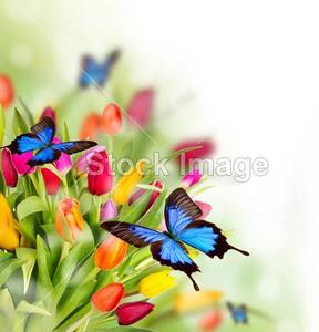 Fotožaluzie - - Tulipány s motýly 100 x 100cm