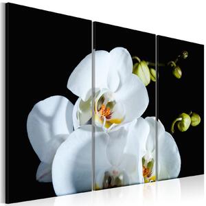 Obraz - Zasněžená orchidej 90x60