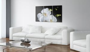 Obraz - Zasněžená orchidej 90x60