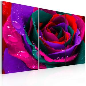 Obraz - Duhová růže 60x40