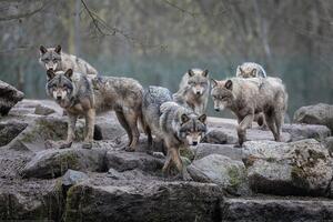 Plakát, Obraz - Wolf - Grey Wolves