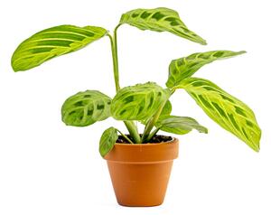 Marantha leuconeura Lemon Lime, průměr 6 cm Maranta, Modlivka