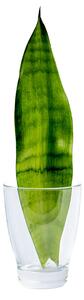 Sansevieria trifasciata Moonshine - řízek k zakořenění Sanseveria, Tchýnin jazyk, Tenura