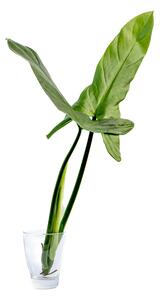 Philodendron Silver Queen - řízek k zakořenění Filodendron