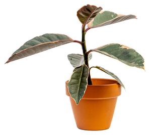 Ficus elastica Belize, průměr 6 cm Fíkovník pryžodárný, Fíkovník, Gumovník