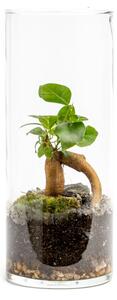 Skleněná váza TILIA, 10x25 cm - osázené Ficus Microcarpa Ginseng