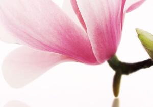 Obraz - Magnólie: růžové květy 100x50