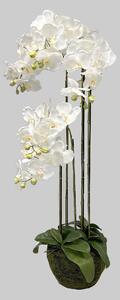 Orchidea v balu 110cm 1/12