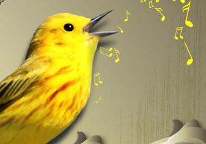 Obraz - Zpěv žlutého ptáka 100x50