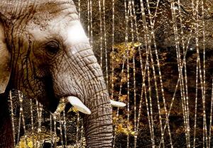 Obraz - Hnědí afričtí sloni 100x50