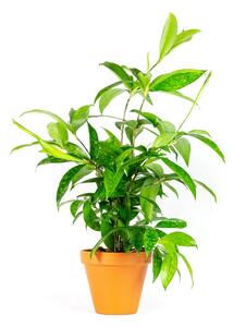 Dracaena surculosa, průměr 12 cm Dracéna, dračinec šlahounovitý