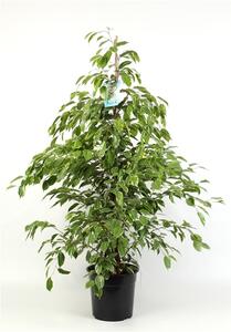 Ficus benjamina Golden King - výška 135 cm, průměr 27 cm Fíkovník drobnolistý