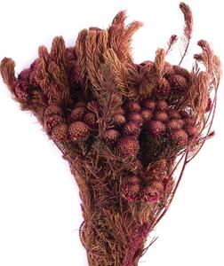 Stabilizovaná rostlina Brunia Albiflora Byzanz 30-60 cm