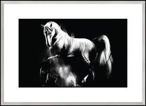 Obraz Lipicánský Kůň 2, Série Vídeň