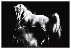 Obraz na plátně Lipicánský Kůň 2, Série Vídeň