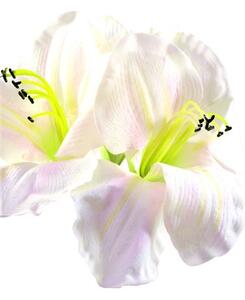 Amaryllis bílý, 72 cm