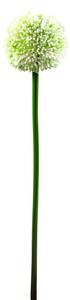 Allium, krémová, 55cm