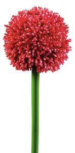 Allium, červená, 55cm