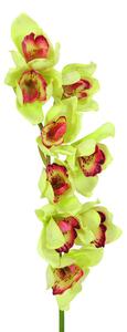 Orchidej větvička, zelená, 90cm