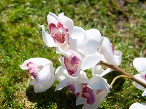 Orchidej větvička, bílo-růžová, 90cm