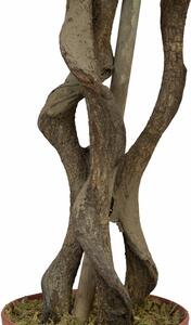 Bonsai s krouceným kmenem, 130cm (Umělý bonsai)