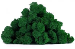 Stabilizovaný mech lišejník DELUXE čištěný 0,5 kg - zelený les