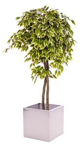 Umělý strom- Fíkus panašovaný 160 cm