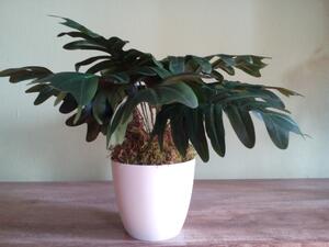 Umělá rostlina- monstera
