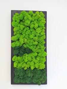 Mechový obraz v černém dřevěném rámu 50cm x 25cm