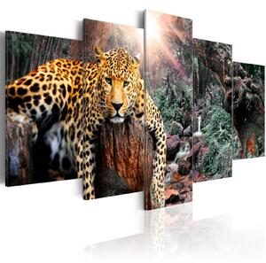 Obraz - Leopardí relaxace 100x50