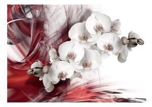 Fototapeta - Orchidej v červené barvě + zdarma lepidlo - 200x140