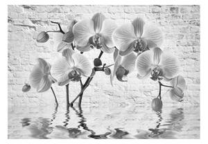 Fototapeta - Orchidej v odstínech šedi + zdarma lepidlo - 200x140