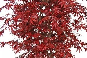 ILA Umělý strom Maple Nidra (250cm) Barva listů: vícebarevná (Vario)