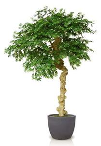 ILA Umělý strom Maple Nidra (250cm) Barva listů: vícebarevná (Vario)