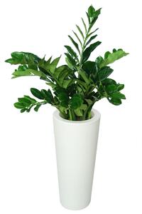 ILA Umělá rostlina Zamioculcas Robusta (90cm)