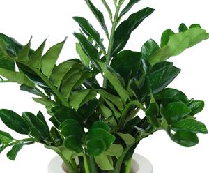 ILA Umělá rostlina Zamioculcas Robusta (90cm)