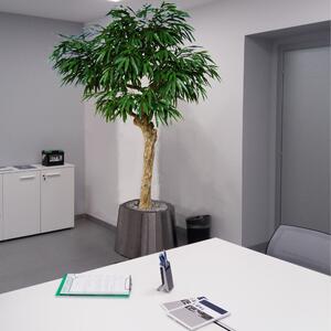 ILA Umělý strom Longifolia Nidra Varianta: 200cm