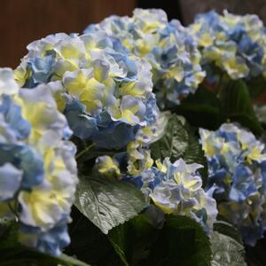 MF Umělá rostlina Hortenzie v květináči (45cm) - blau