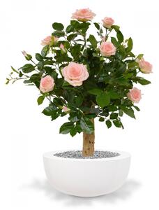 MF Umělá rostlina Růže na kmeni (80cm) - růžová