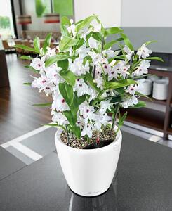Květináč Lechuza Classico 21 (20cm) Barva: Bílá - lesk